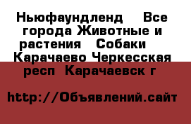 Ньюфаундленд  - Все города Животные и растения » Собаки   . Карачаево-Черкесская респ.,Карачаевск г.